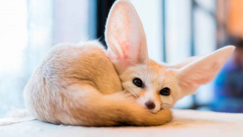 Фенек - описание животного, где обитает, размер, вес, чем питается