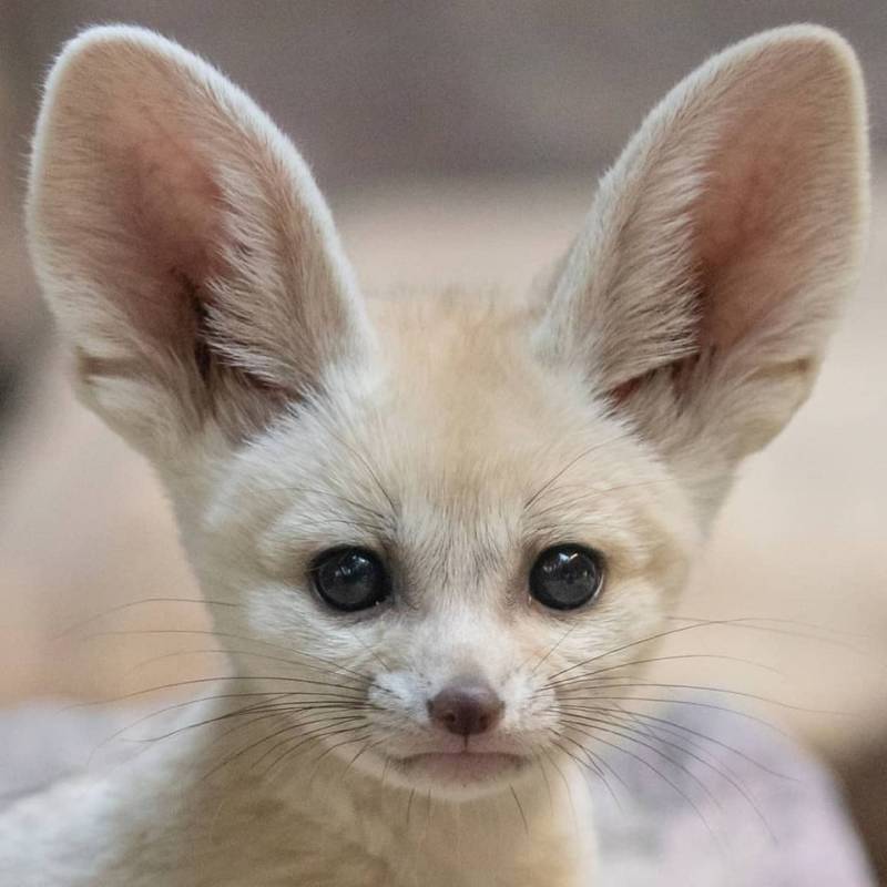 Фенек - описание животного, где обитает, размер, вес, чем питается