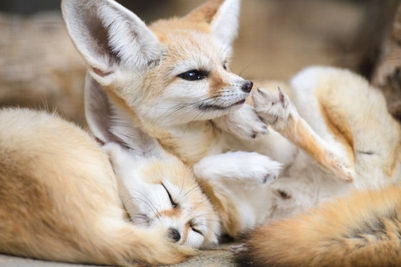 Фенек - описание животного, где обитает, размер, вес, чем питается