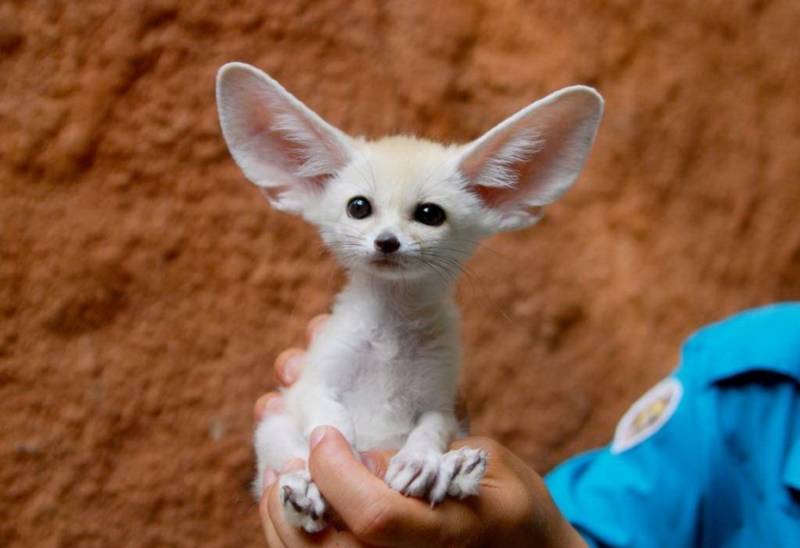 Фенек - описание животного, где обитает, размер, вес, чем питается