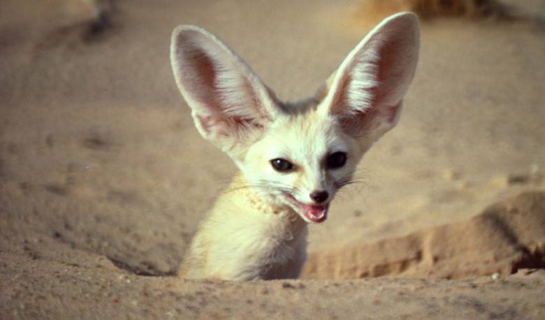 Фенек - описание животного, где обитает, размер, вес, чем питается