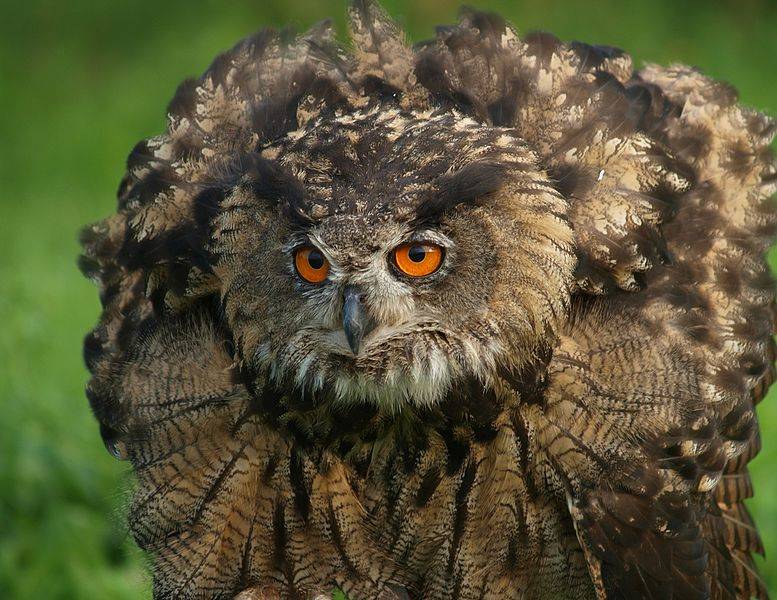 Птица филин - описание, красная книга