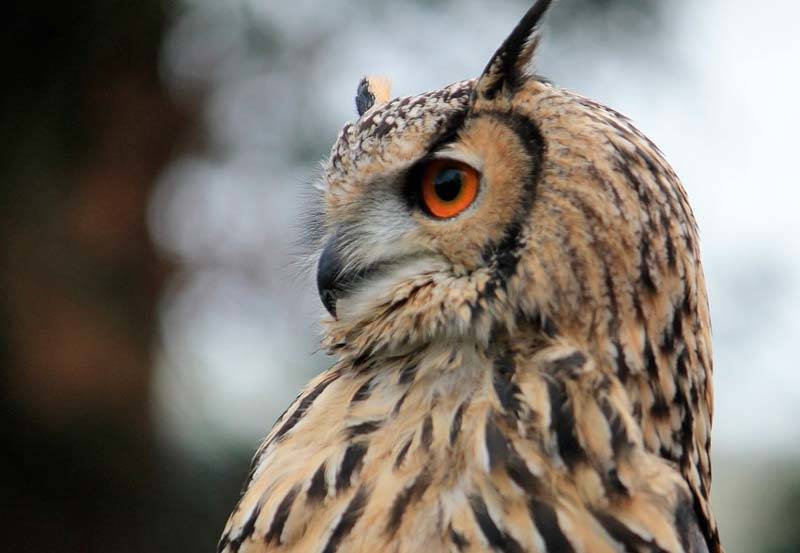 Птица филин - описание, красная книга