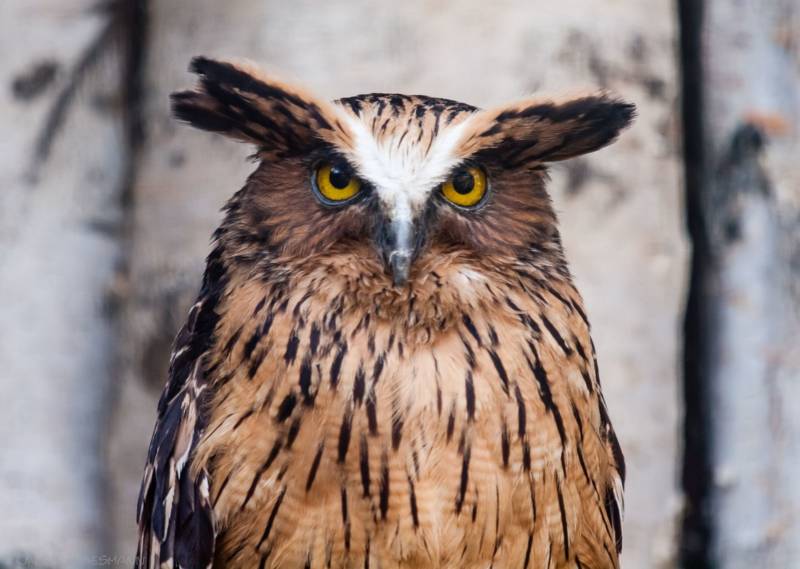 Птица филин - описание, красная книга