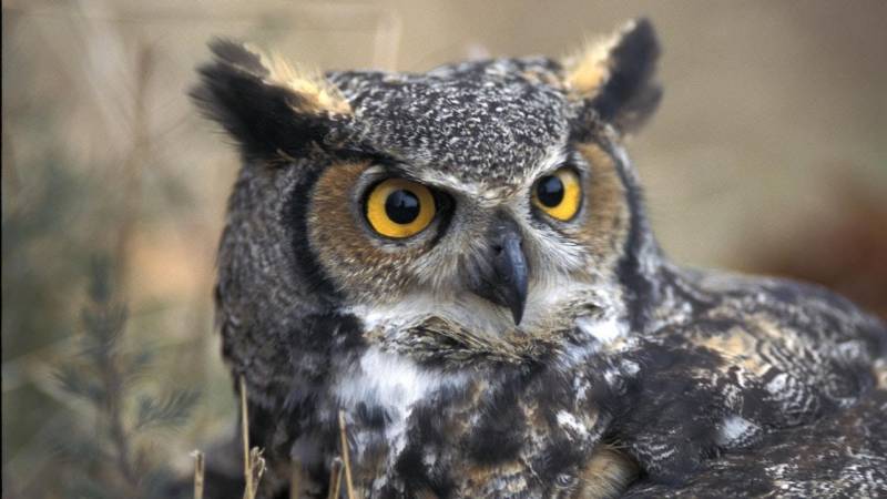 Птица филин - описание, красная книга