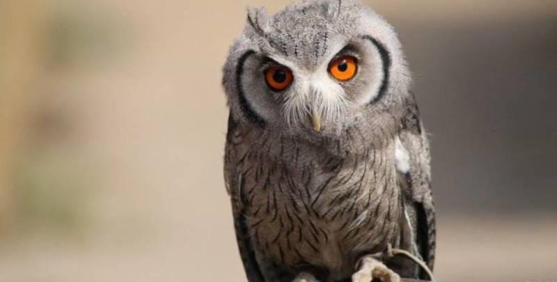 Птица филин - описание, красная книга