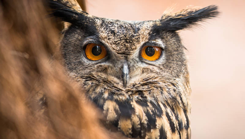 Птица филин - описание, красная книга