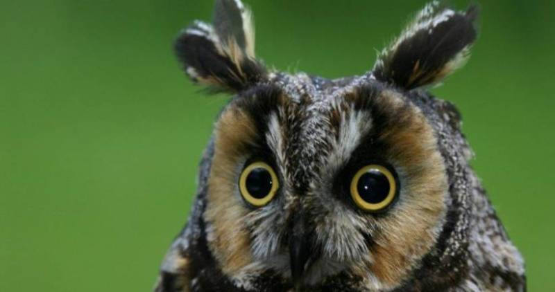 Птица филин - описание, красная книга