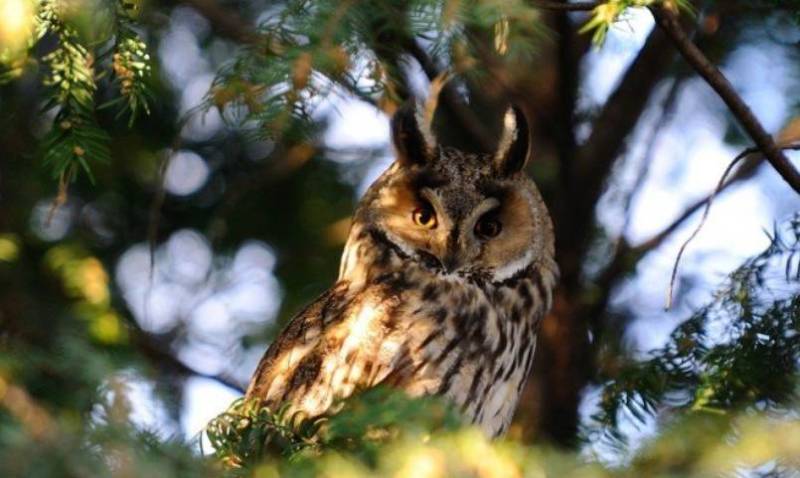Птица филин - описание, красная книга