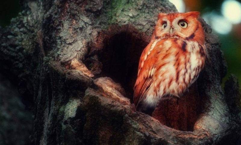 Птица филин - описание, красная книга