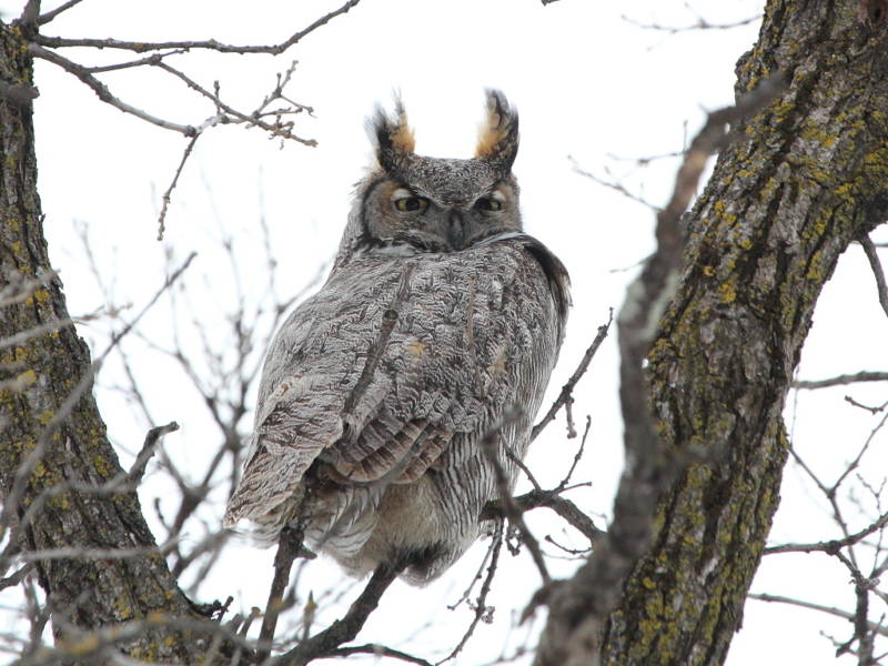 Птица филин - описание, красная книга