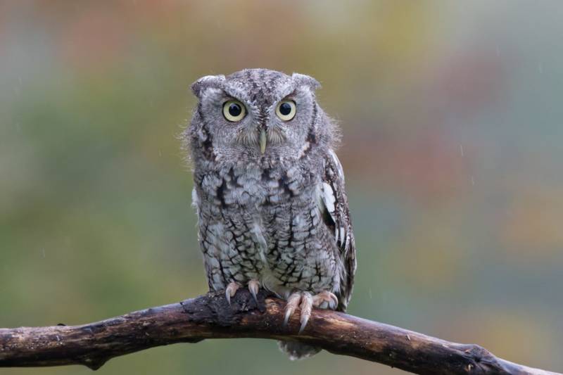 Птица филин - описание, красная книга