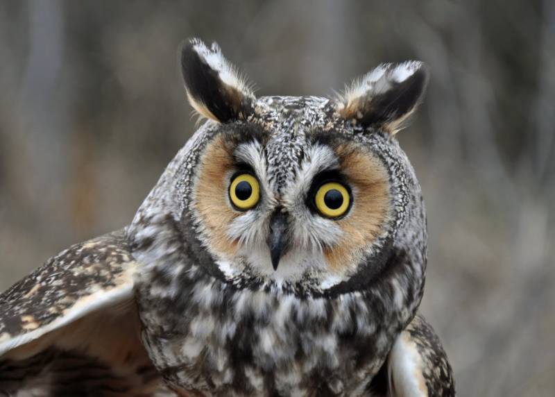 Птица филин - описание, красная книга