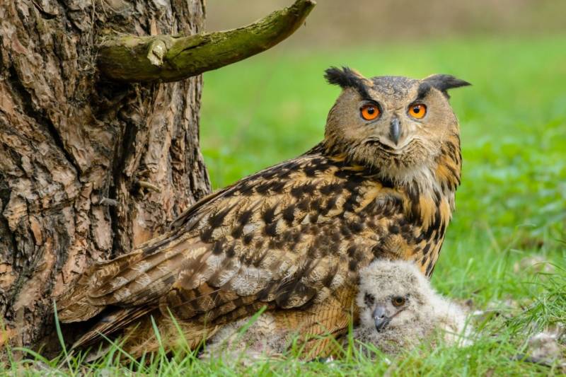 Птица филин - описание, красная книга