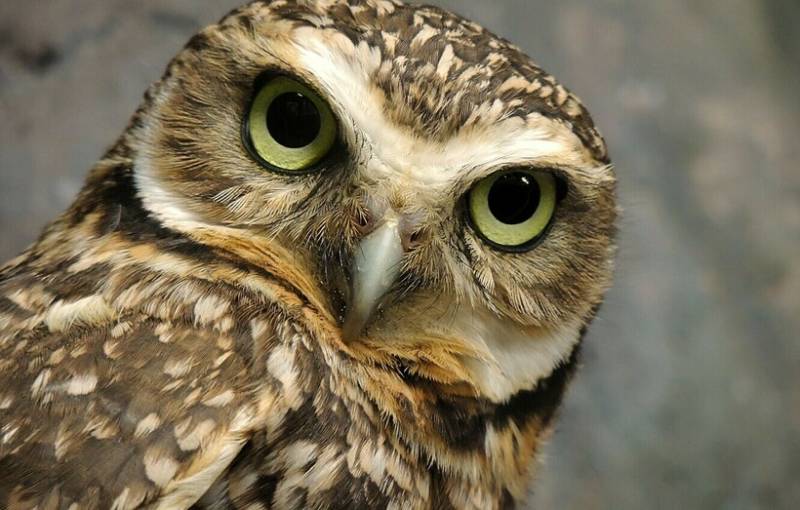 Птица филин - описание, красная книга