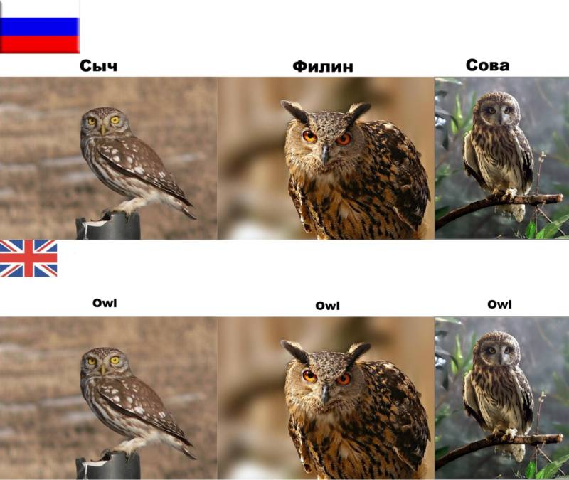 Птица филин - описание, красная книга