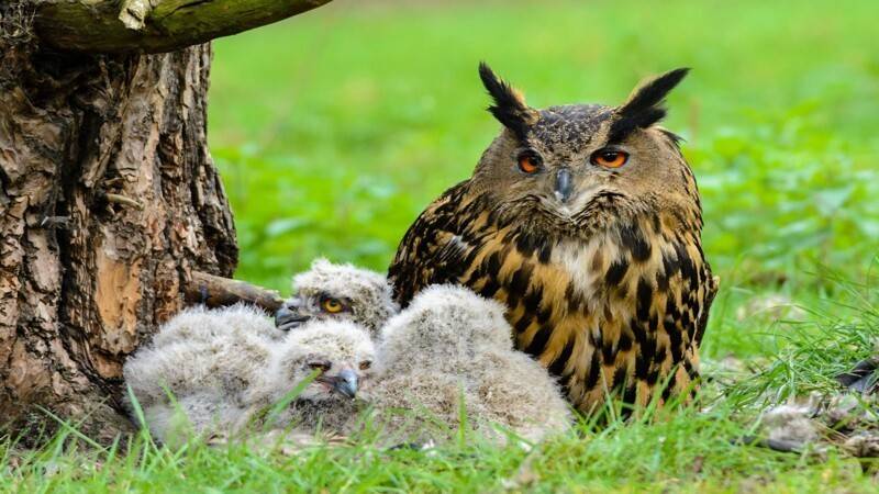 Птица филин - описание, красная книга