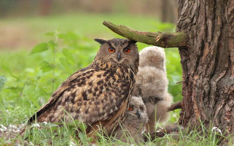 Птица филин - описание, красная книга