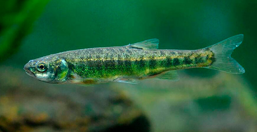 морское ушко