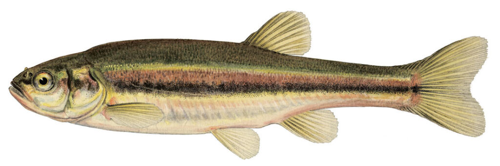 морское ушко