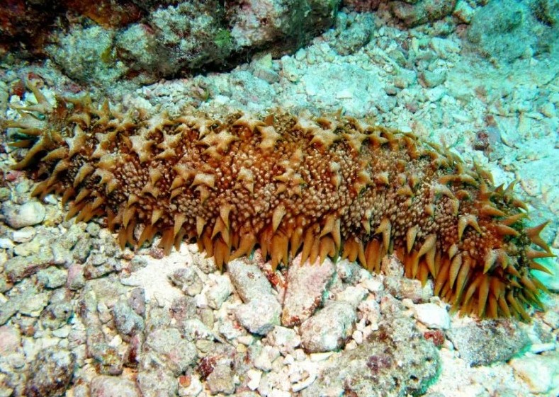 Голотурия Голотурия