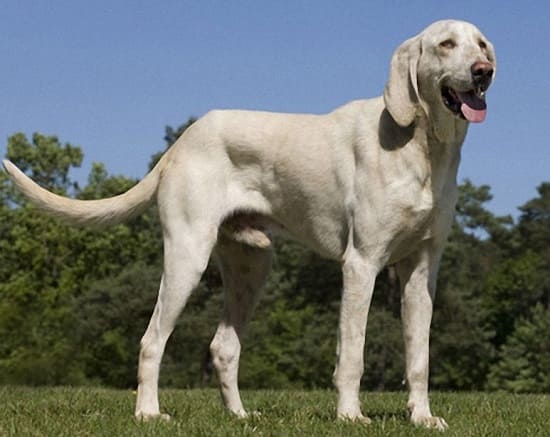 Бийи собака