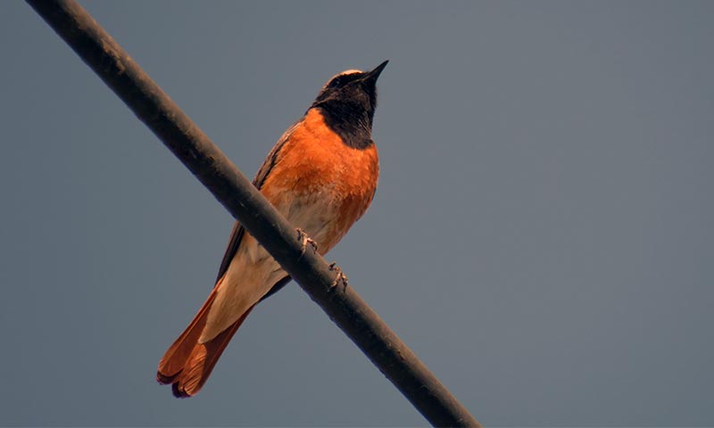 Трясогузка - описание птицы, особенности, виды, образ жизни