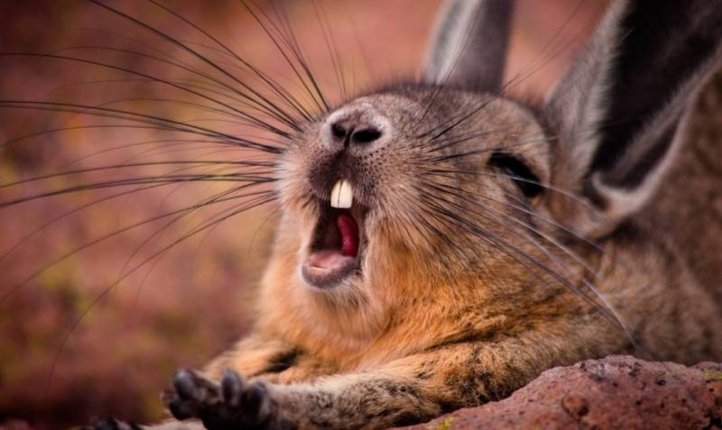 ВИСКАША ЖИВОТНОЕ