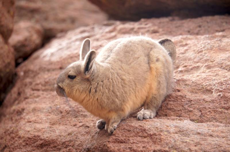 ВИСКАША ЖИВОТНОЕ