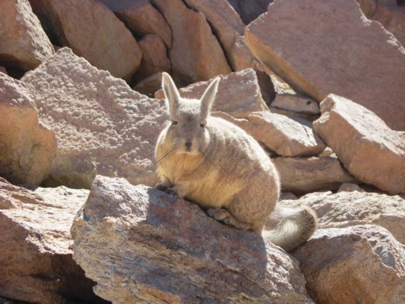 ВИСКАША ЖИВОТНОЕ