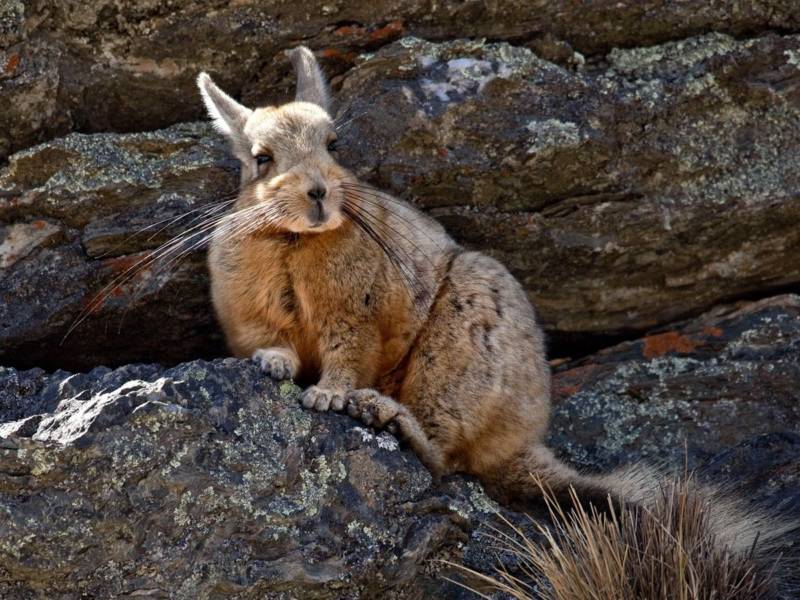 ВИСКАША ЖИВОТНОЕ
