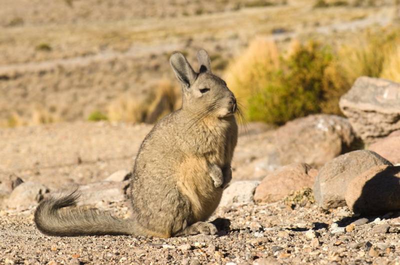 ВИСКАША ЖИВОТНОЕ