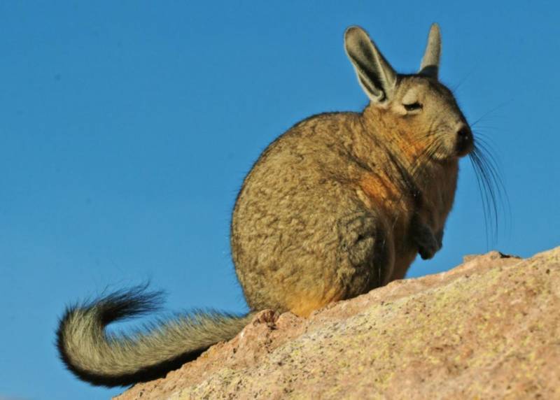 ВИСКАША ЖИВОТНОЕ