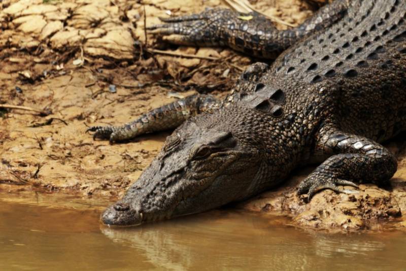 Лягушка-голиаф - описание, где обитает, размер, вес, виды, Красная книга