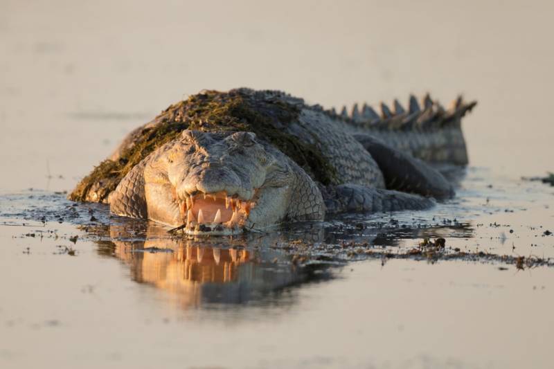 Броненосец - описание животного, где обитает, чем питается
