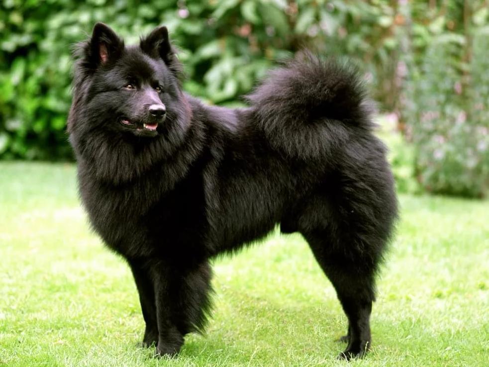 Сколько живет гросспиц (большой)