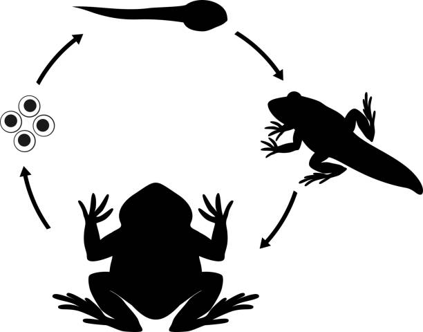 istockphoto-1028225042-612x612 Шпорцевая лягушка: содержание и уход, размножение, виды (альбинос, гладкая), кормление, определение пола, совместимость