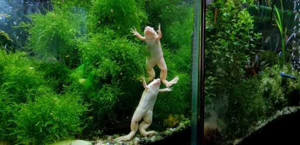 jGtFzkBSpbY Шпорцевая лягушка: содержание и уход, размножение, виды (альбинос, гладкая), кормление, определение пола, совместимость