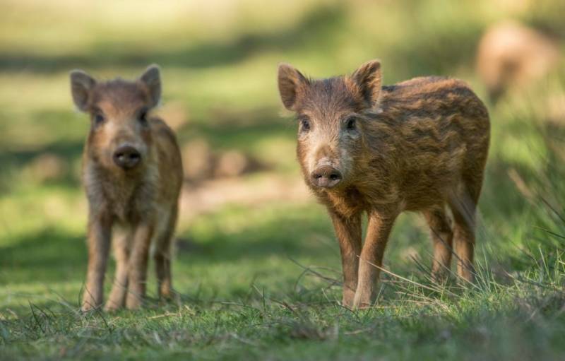 Дикий кабан - описание животного, где обитает, чем питается