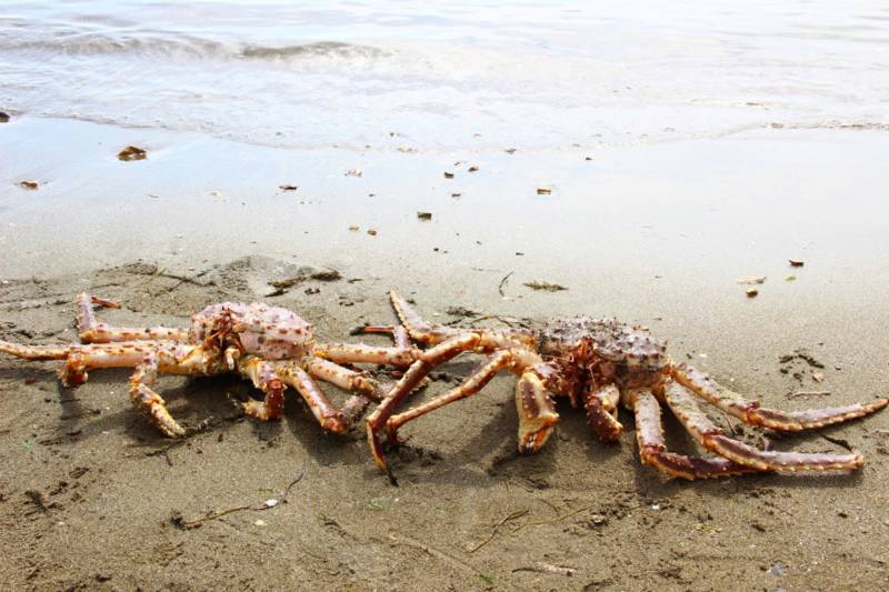 Камчатский краб: описание, где обитает, размер, вес, чем питается, враги