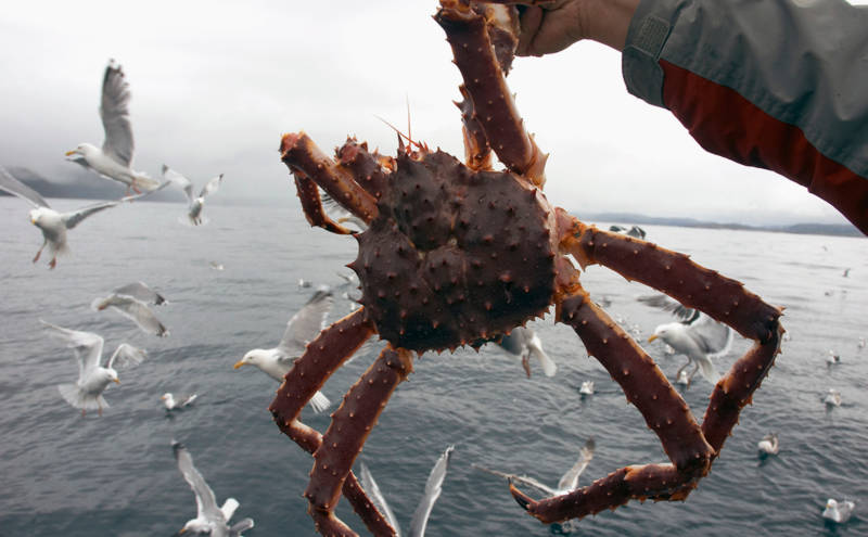 Камчатский краб: описание, где обитает, размер, вес, чем питается, враги