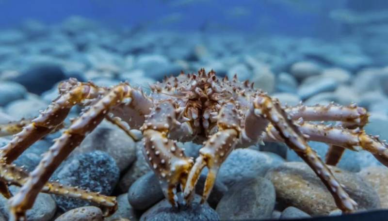 Камчатский краб: описание, где обитает, размер, вес, чем питается, враги