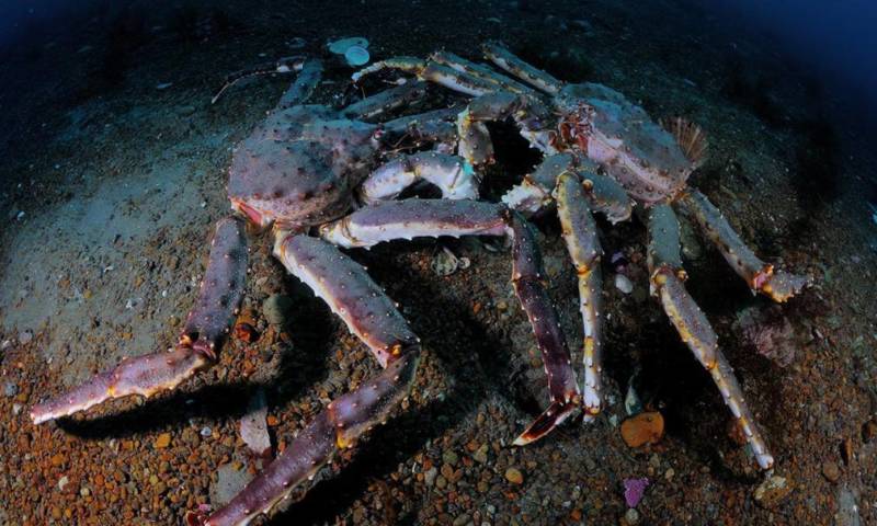 Камчатский краб: описание, где обитает, размер, вес, чем питается, враги