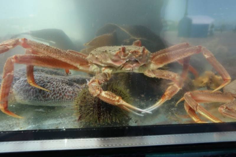 Камчатский краб: описание, где обитает, размер, вес, чем питается, враги