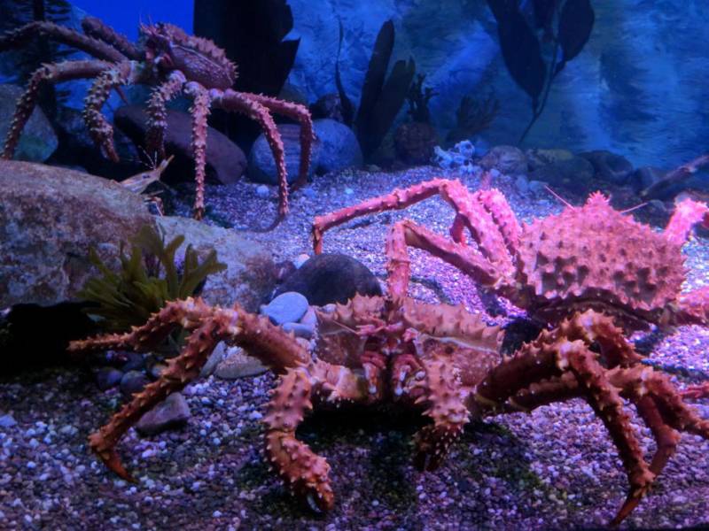 Камчатский краб: описание, где обитает, размер, вес, чем питается, враги