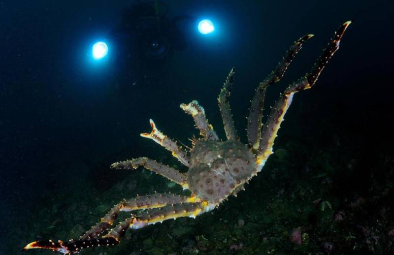 Камчатский краб: описание, где обитает, размер, вес, чем питается, враги