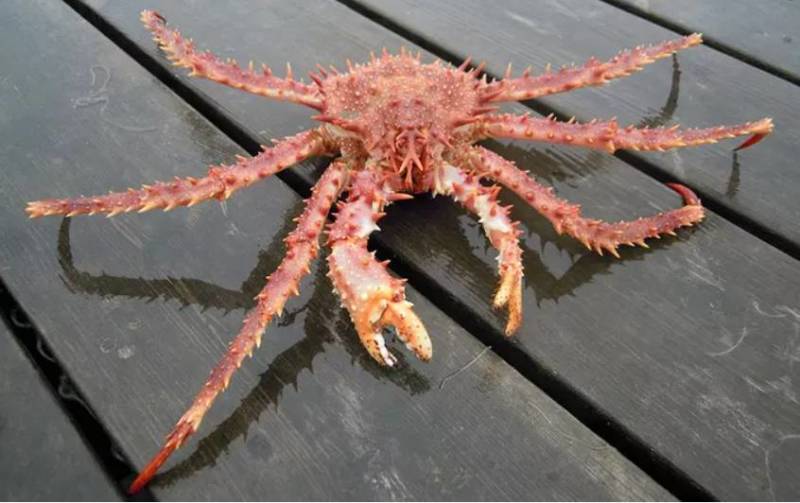Камчатский краб: описание, где обитает, размер, вес, чем питается, враги