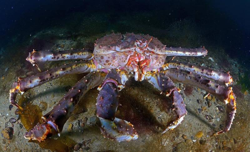 Камчатский краб: описание, где обитает, размер, вес, чем питается, враги