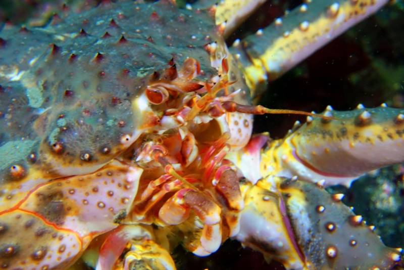 Камчатский краб: описание, где обитает, размер, вес, чем питается, враги