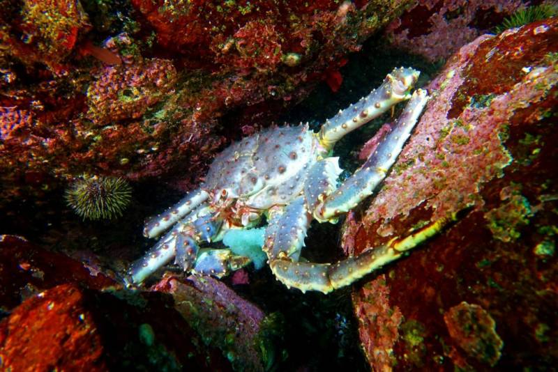 Камчатский краб: описание, где обитает, размер, вес, чем питается, враги